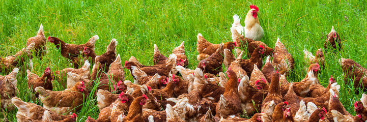 outdoor farming with chicken