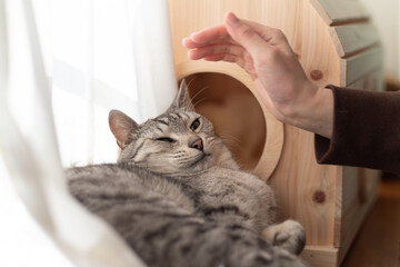 触られるのを嫌がる猫　サバトラ猫