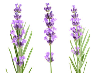 Twig of lavender with leaf isolated on a white background