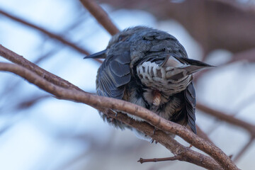 糞をする瞬間のヒヨドリのお尻 © diuao