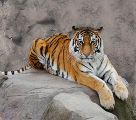 Fototapeta na wymiar The tiger lies in the enclosure of the zoo.