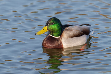 水面を泳ぐマガモの雄
