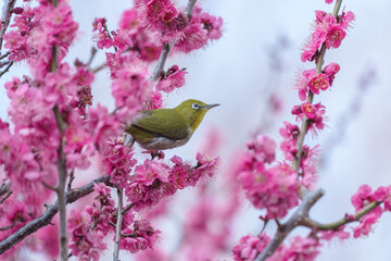 梅の木に留まる横向きのメジロ