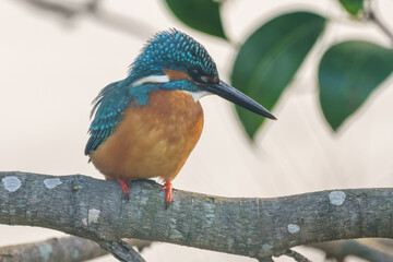 木の枝に止まるカワセミ
