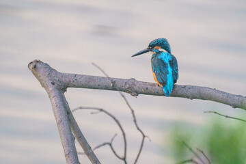 木に留まり水中の様子を覗いているカワセミ