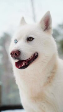 An adult white husky dog with different eyes looks around.