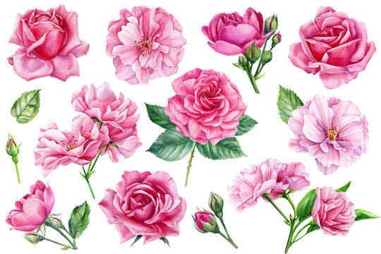 set of beautiful roses on isolated white background, watercolor botanical illustration, hand drawn, flora for design