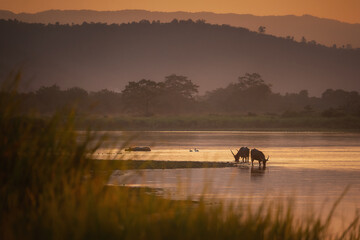 Endangered indian rhinoceros in the nature habitat of Kaziranga national park in India. One horned...
