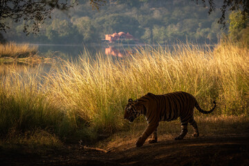 Amazing tiger pose during the golden light time. Wildlife scene with danger animal. Hot summer in India. Dry area with beautiful indian tiger. Panthera tigris tigris.