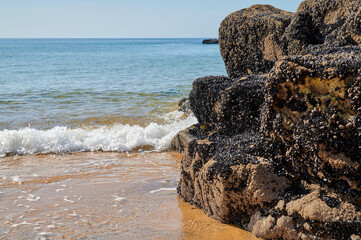 Von Muscheln überwachsener Felsen am Strand. Umspült von klarem Meerwasser