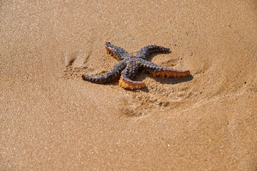 Gestrandeter Seesteern