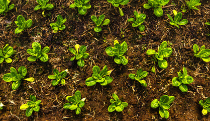 Young lettuce salad vegetables planting in rows in agro farming