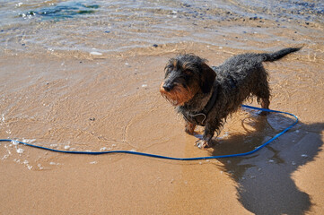 Kleiner nasser Dackel am Strand im klaren Meerwasser an der Leine