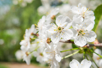 Cherry flowers in bloom. White fragile flowers  on cherry tree branches. Spring season in Europe. - 573485333