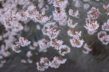満開の桜