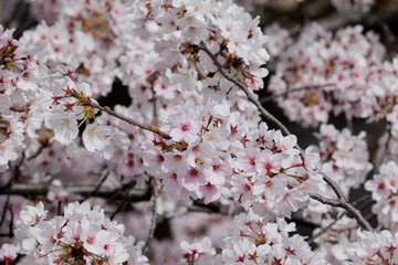満開の桜