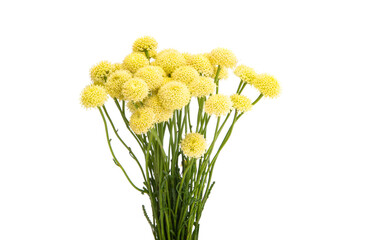 beautiful craspedia flowers