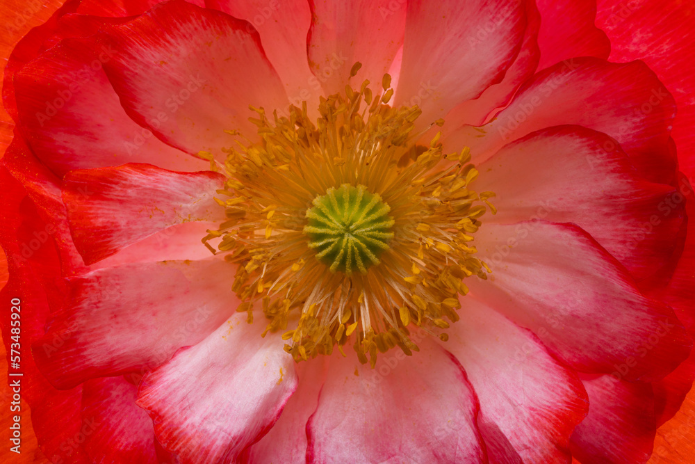 Canvas Prints beautiful poppy flowers isolated