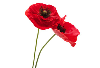 beautiful poppy flowers isolated