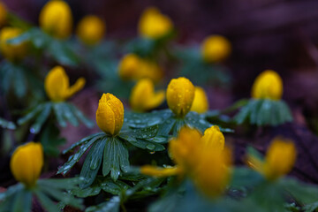 winter aconite flowers covered with waterdrops in a forest
