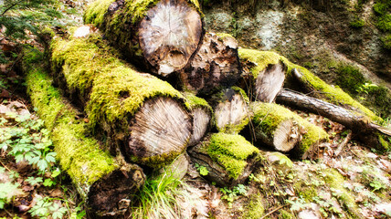 Vermoderte Baumstämme