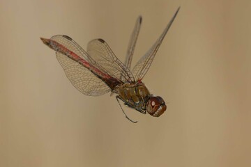 Male Common darter (Sympetrum striolatum) in flight