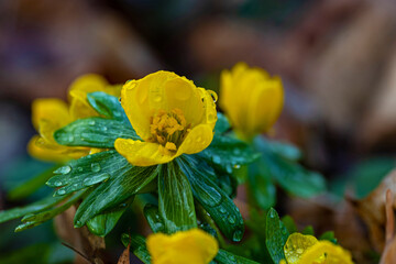 winter aconite flowers covered with waterdrops in a forest