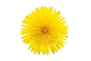 yellow dandelion flower isolated - Powered by Adobe