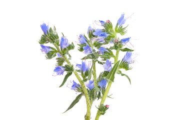 Obraz premium meadow honey plants flowers isolated