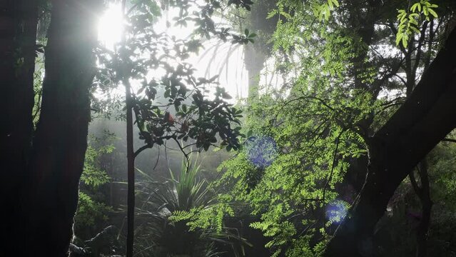 Bonito contraluz con luz de atardecer sobre hojas de &aacute;rboles con mosquitos revoloteando en el parque Garc&iacute;a Sanabria en Santa cruz de Tenerife