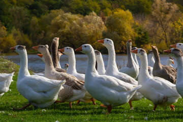 Gray beautiful geese in a pasture in the countryside walk on the green grass. Livestock farm birds. Animal breeding