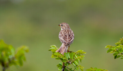 songbird in the woods, Corn Bunting, Emberiza calandra