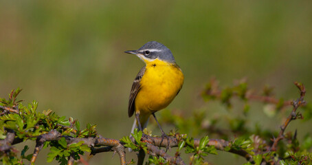 bird looking around  in woodland, Western Yellow Wagtail, Motacilla flava