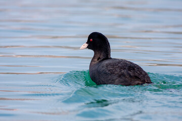 waterfowl resting in the water, Eurasian Coot,Fulica atra	
