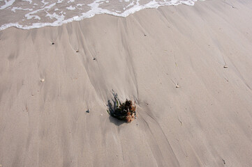 Coast of the Mediterranean Sea.Posidonia Oceanica algae after a storm. . Alicante, Spain