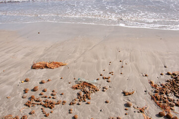 Coast of the Mediterranean Sea. Algae Posidonia Oceanica, garbage, plastic on the shore after a storm. Alicante, Spain