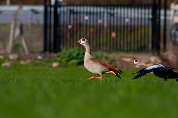 large bird on the grass, Egyptian Goose, Alopochen aegyptiaca	
