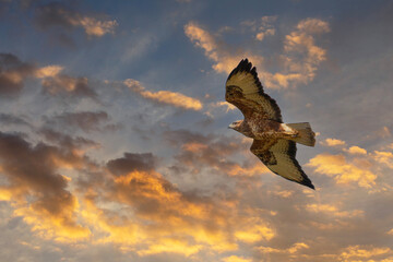 a hawk looking for bait in the air, Common Buzzard, Buteo buteo