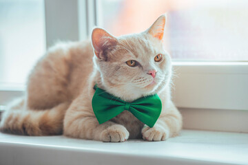 A beautiful peach cat with a green butterfly on his neck lies on the window near the pot with a flower. Spring holiday St. Patrick's Day and pets