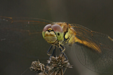 Closeup on the vagrant darter dragonfly, Sympetrum vulgatum against a dark background