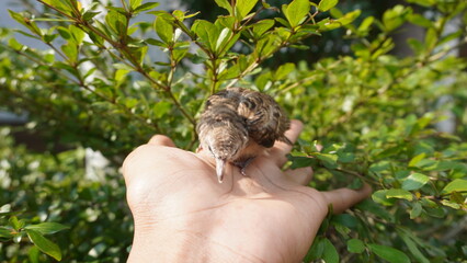 Selective focus turtledove baby young bird on a tree branch with their nest