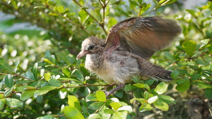 Selective focus turtledove baby young bird on a tree branch with their nest