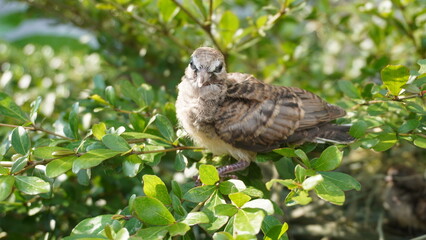 Selective focus turtledove baby young bird on a tree branch with their nest