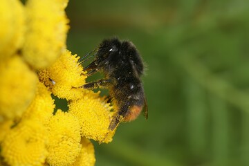 Closeup on a red tailed bumblebee, Bombus lapidarius sipping nectar from a yelllow Tansy flower,...