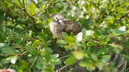 Selective focus turtledove baby young bird on a tree branch with their nest