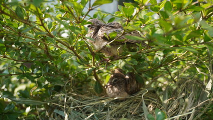 Selective focus turtledove baby young bird on a tree branch with their nest
