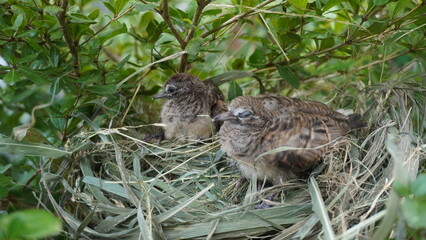 Selective focus turtledove baby young bird on a tree branch with their nest