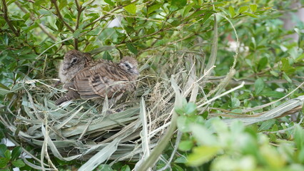 Selective focus turtledove baby young bird on a tree branch with their nest