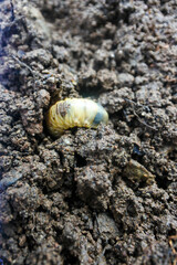 the larvae of the beetle Diloboderus abderus are writhing