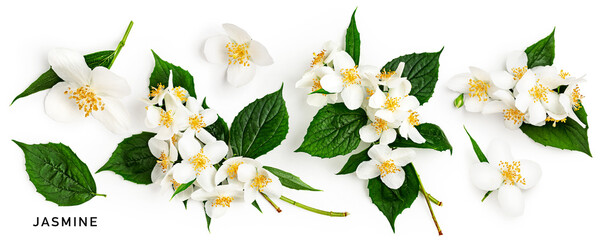 Jasmine flowers bouquet with stem and leaves isolated on white.